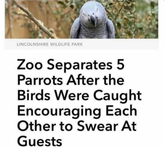LINCOLNSHIRE WILDLIFE PARK Zoo Separates 5 Parrots After the Birds Were Caught Encouraging Each Other to Swear At Guests
