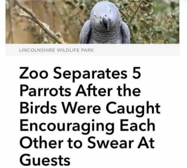 LINCOLNSHIRE WILDLIFE PARK Zoo Separates 5 Parrots After the Birds Were Caught Encouraging Each Other to Swear At Guestss