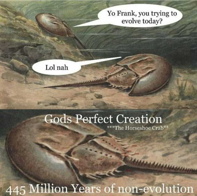 Lol nah Yo Frank you trying to evolve today Gods Perfect Creation ***The Horseshoe Crab** 445 Million Years of non-evolution