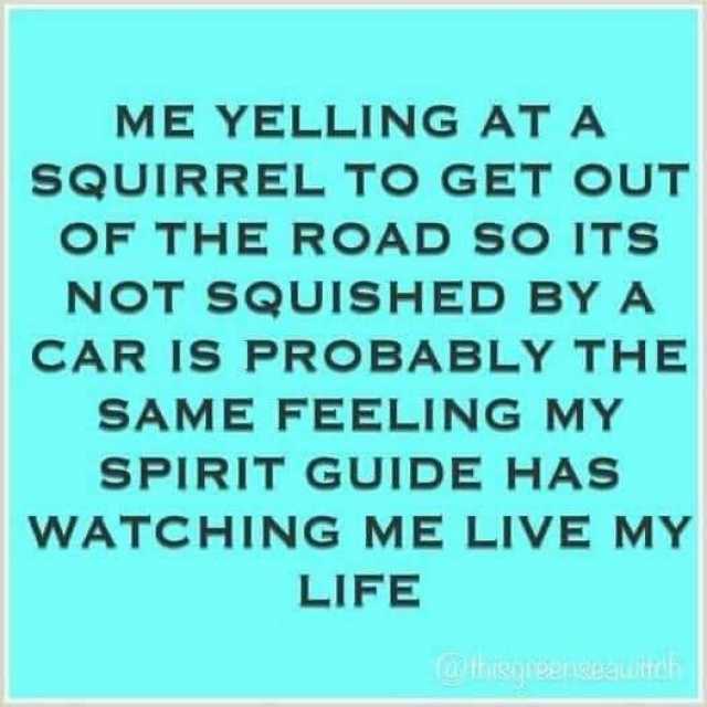 ME YELLING AT A SQUIRREL TO GET OUT OF THE ROAD So ITS NOT SQUISHED BY A CAR IS PROBABLY THE SAME FEELING MY SPIRIT GUIDE HAS WATCHING ME LIVE MY LIFE (CthissnBeneauit