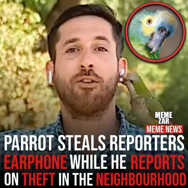 MEME MEME NEWS PARROT STEALS REPORTERS EARPHONE WHILE HE REPORTS ON THEFT IN THE NEIGHBOURHOOD
