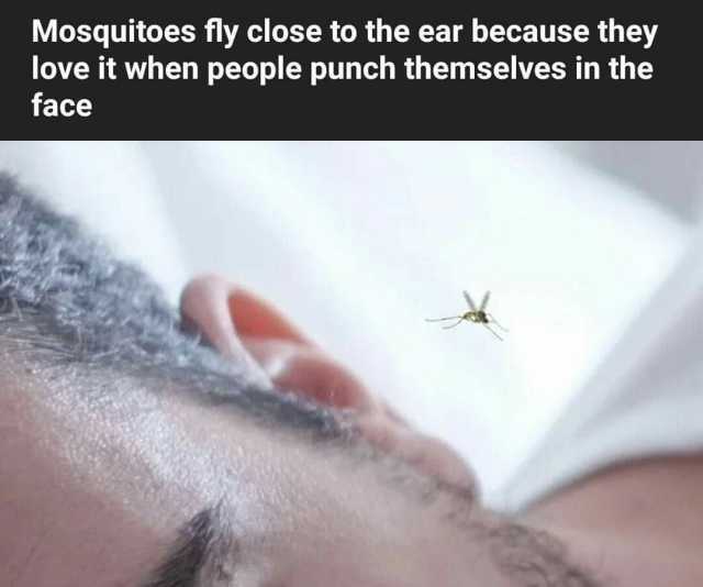 Mosquitoes fly close to the ear because they love it when people punch themselves in the face