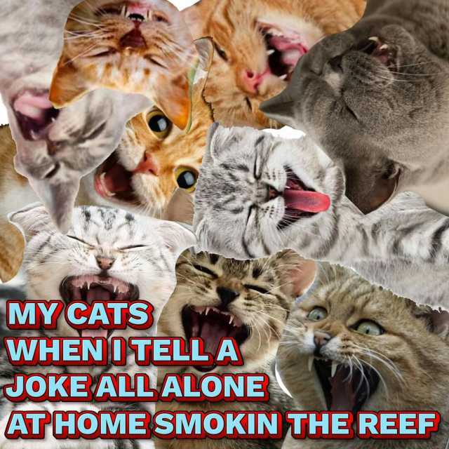 MY CATS WHEN TELL A JOKE ALDALONE ATHOME SMOKIN THE REEF