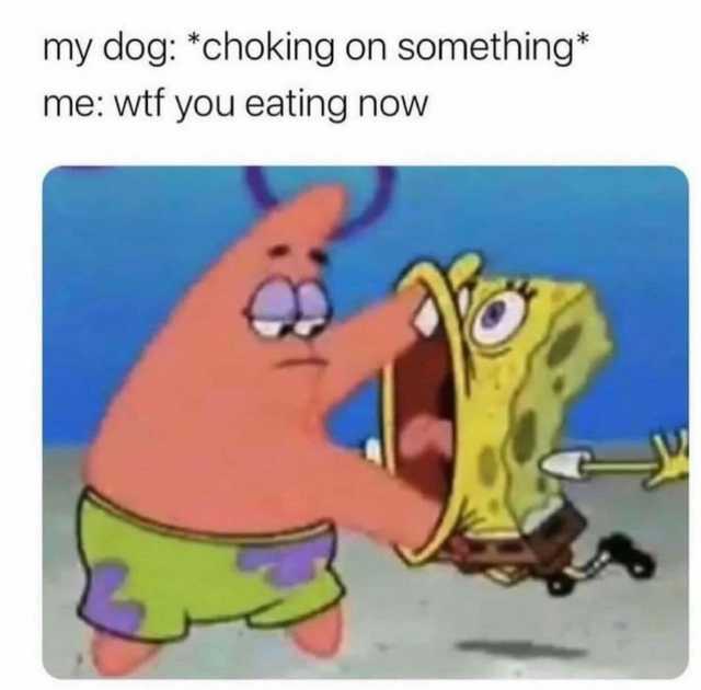 my dog choking on something* me wtf you eating now
