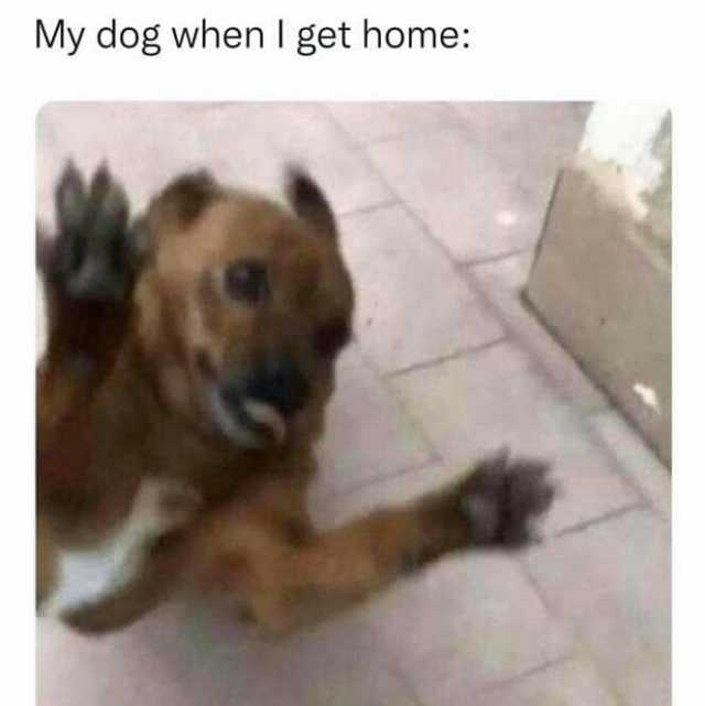 My dog when I get home
