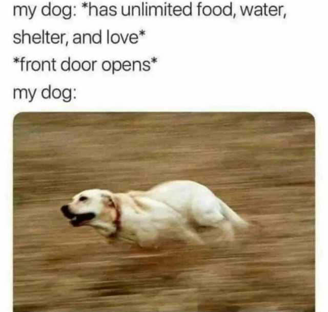 my doghas unlimited food water shelter and love front door opens my dog
