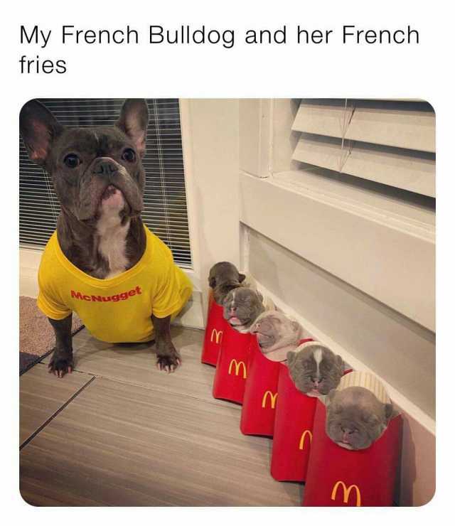 My French Bulldog and her French fries get M