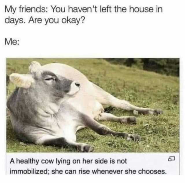 My friends You havent left the house in days. Are you okay Me A healthy cow lying on her side is not immobilized; she can rise whenever she chooses.