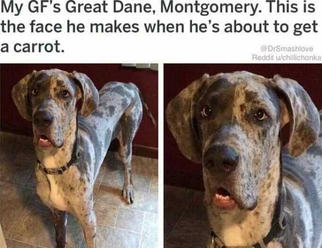 My GF s Great Dane Montgomery. I hisIs the face he makes when hes about to get a carrot. @DrSmashlove Reddit uichillichonka