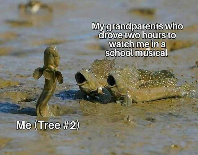 My grandparents who drove two hours to watch me in a schoolmusical Me (Tree #2)