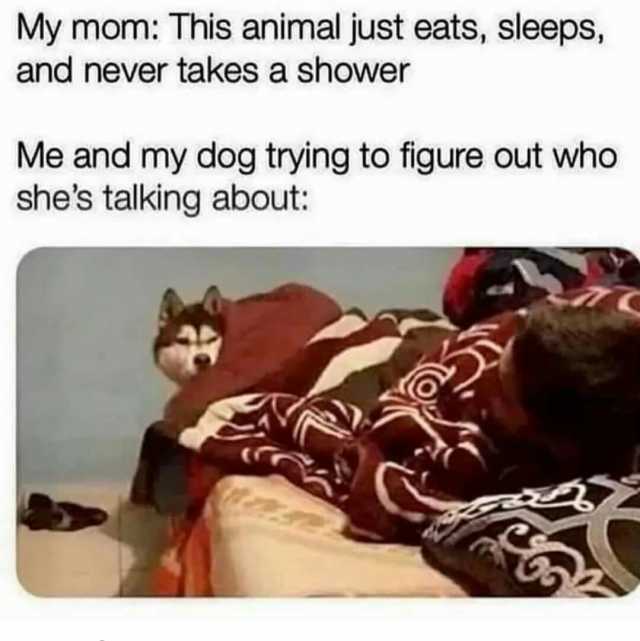 My mom This animal just eats sleeps and never takes a shower Me and my dog trying to figure out who shes talking about