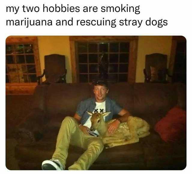 my two hobbies are smoking marijuana and rescuing stray dogs