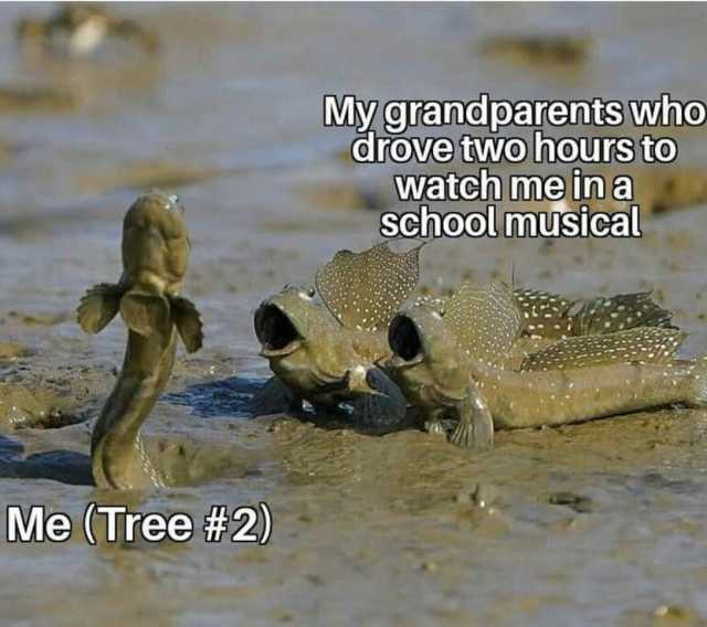 Mygrandparents who drove two hoursto watch me in a Schoolmusical Me (Tree #2)