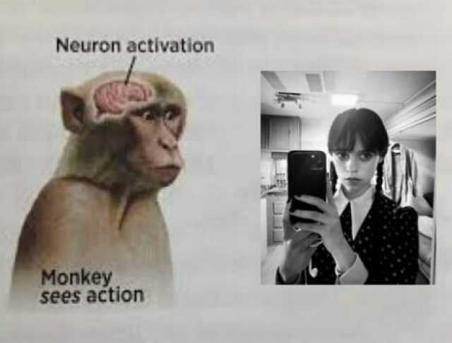 Neuron activation Monkey sees action