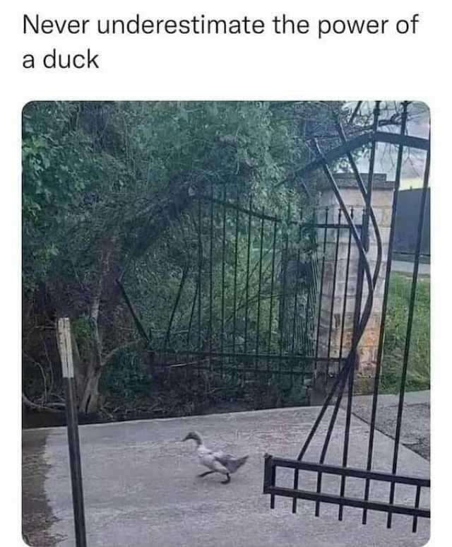 Never underestimate the power of a duck