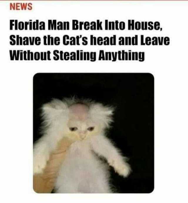 NEWS Florida Man Break Into House Shave the Cats head and Leave Without Stealing Anything