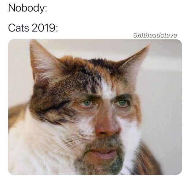 Dopl3r Com Memes Nobody Cats 2019 Shitheadsteve