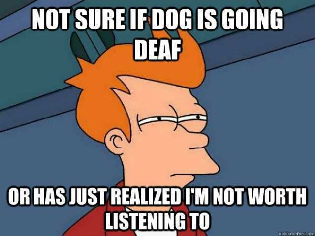 NOT SUREIF DOG IS GOING DEAF OR HAS JUST REALIZED UM NOT WORTH LISTENING TO guickmeme.com