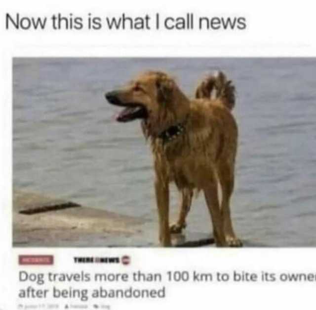 Now this is what I call news Dog travels more than 100 km to bite its owner after being abandoned