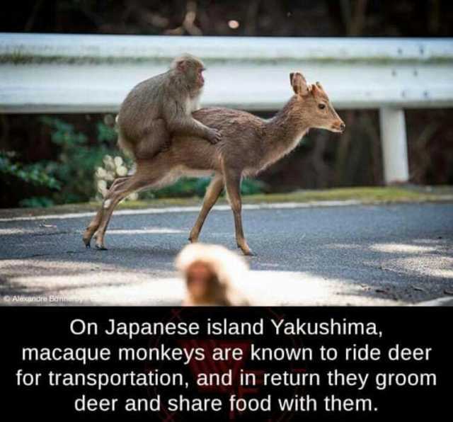 On Japanese island Yakushima macaque monkeys are known to ride deer for transportation and in return they groom deer and share food with them.