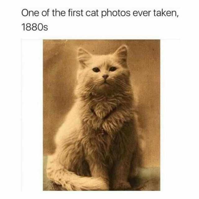 One of the first cat photos ever taken 1880s