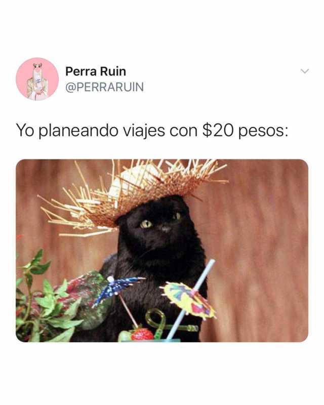 Perra Ruin @PERRARUIN Yo planeando viajes con $20 pesos  