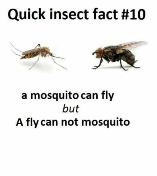 Quick insect fact #10 a mosquito can fly but A fly can not mosquito