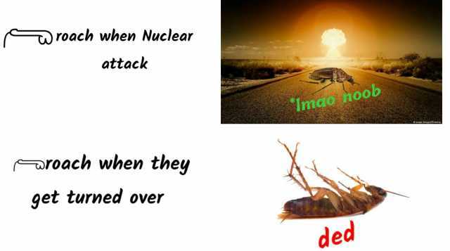 roach when Nuclear attack Imao hoob gehotshp roach when they get turned over ded