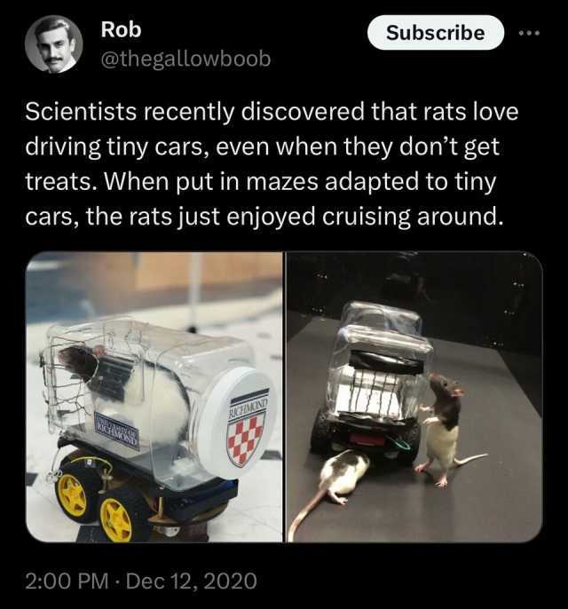 Rob @thegallowboob Scientists recently discovered that rats love driving tiny cars even when they dont get treats. When put in mazes adapted to tiny cars the rats just enjoyed cruising around. RCHIOND Subscribe 200 PM Dec 12 2020