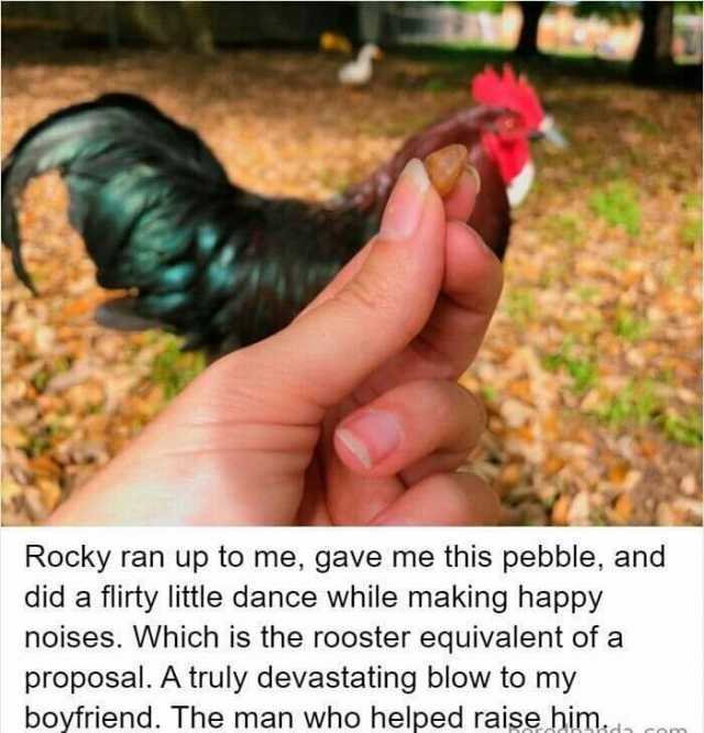 Rocky ran up to me gave me this pebble and did a filirty little dance while making happy noises. Which is the rooster equivalent of a proposal. A truly devastating blow to my boyfriend. The man who helped raise him..