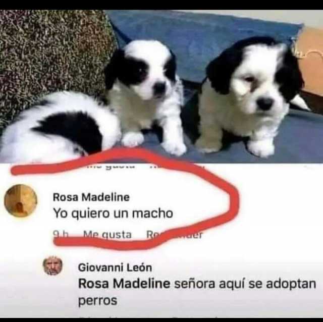 Rosa Madeline Yo quiero un macho 9h Me qusta Ro Giovanni León Rosa Madeline señora aquí se adoptan perros