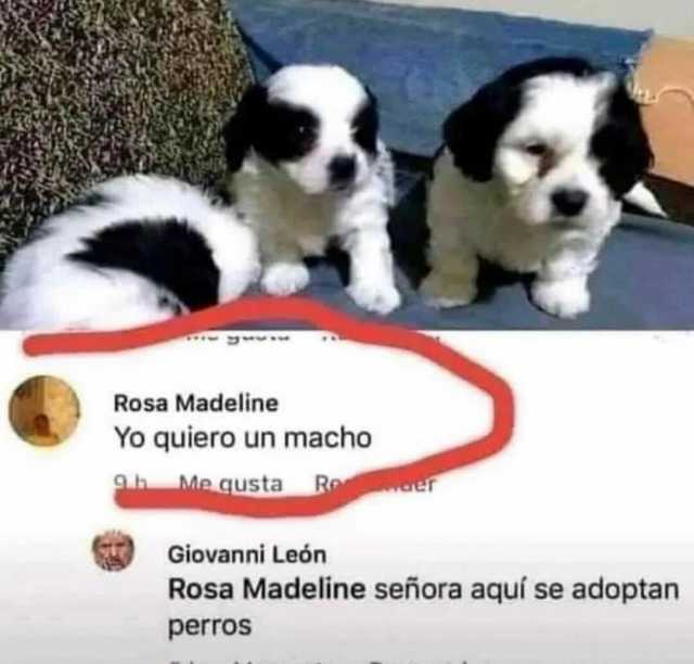 Rosa Madeline Yo quiero un macho 9.h Me qusta Roe Giovanni León Rosa Madeline señora aquí se adoptan perros
