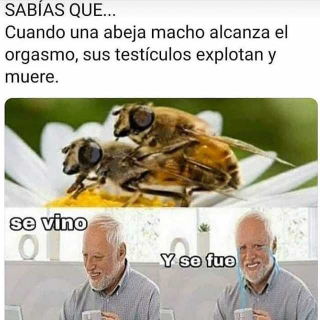 SABÍAS QUE... Cuando una abeja macho alcanza el orgasmo sus testículos explotan y muere. se vino Y se fue 