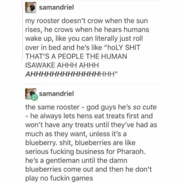 samandriel my rooster doesnt crow when the sun rises he crows when he hears humans wake up like you can literally just roll over in bed and hes like hoLY SHIT THATS A PEOPLE THE HUMAN ISAWAKE AHHH AHHH AHHHHHHHHHHHHHHHH samandriel
