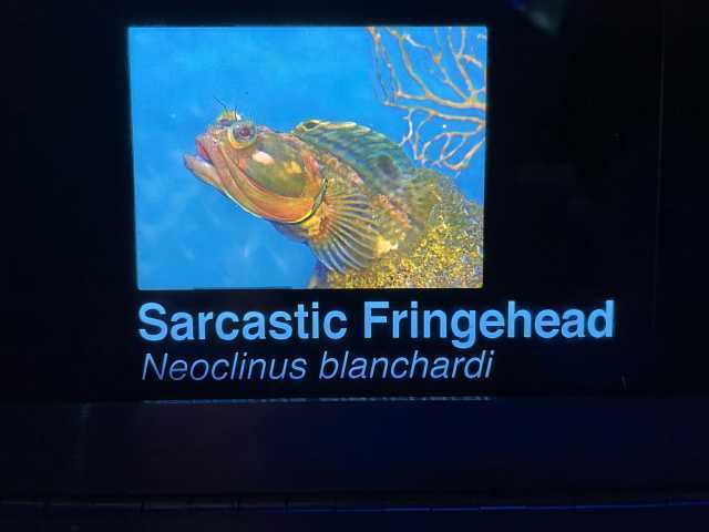 Sarcastic Fringehead Neoclinus blanchardi