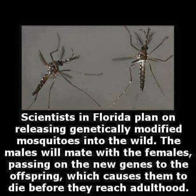 Scientists in Florida plan on releasing genetically modified mosquitoes into the wild. The males will mate with the females passing on the new genes to the offspring which causes them to die before they reach adulthood.