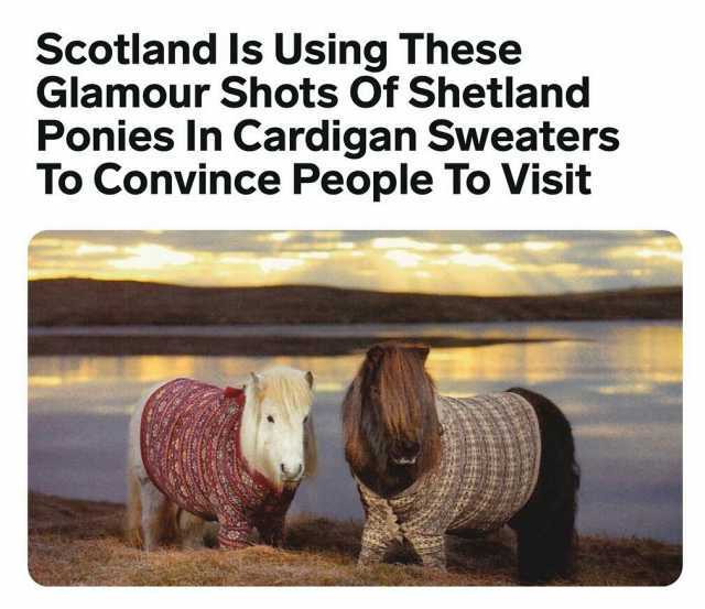 Scotland Is Using These Glamour Shots Of Shetland Ponies lIn Cardigan Sweaters To Convince People To Visit