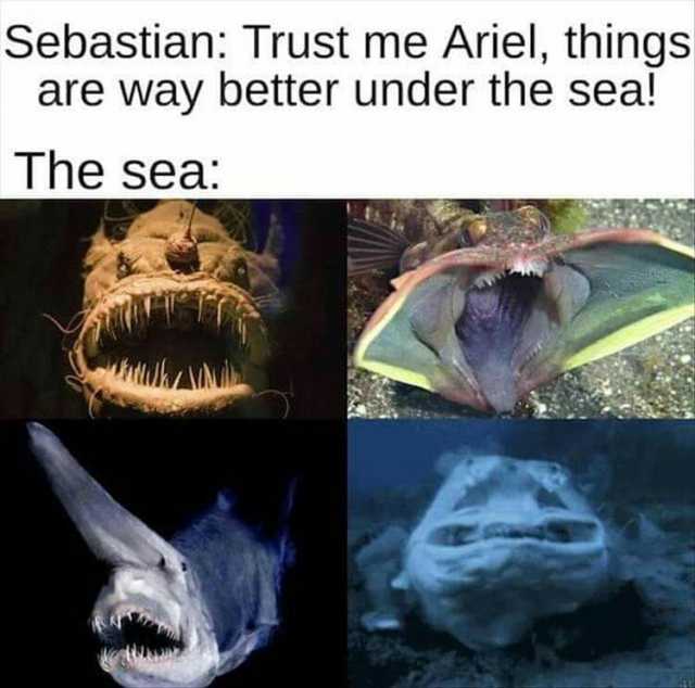 Sebastian Trust me Ariel things are way better under the sea! The sea
