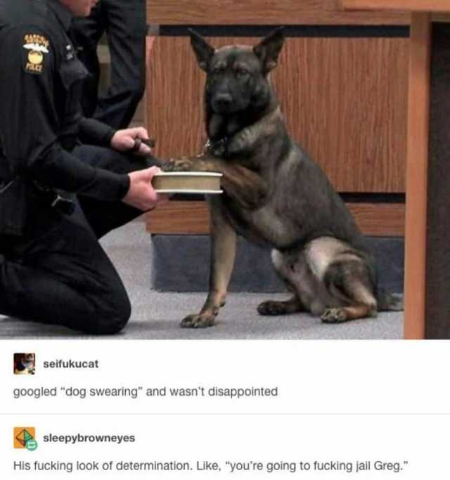 seifukucat googled dog swearing and wasnt disappointed sleepybrowneyes His fucking look of determination. Like youre going to fucking jail Greg.