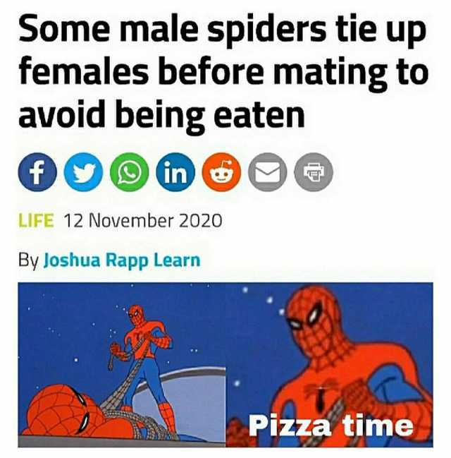 Some male spiders tie up females before mating to avoid being eaten LIFE 12 November 2020 By Joshua Rapp Learn Pizza time