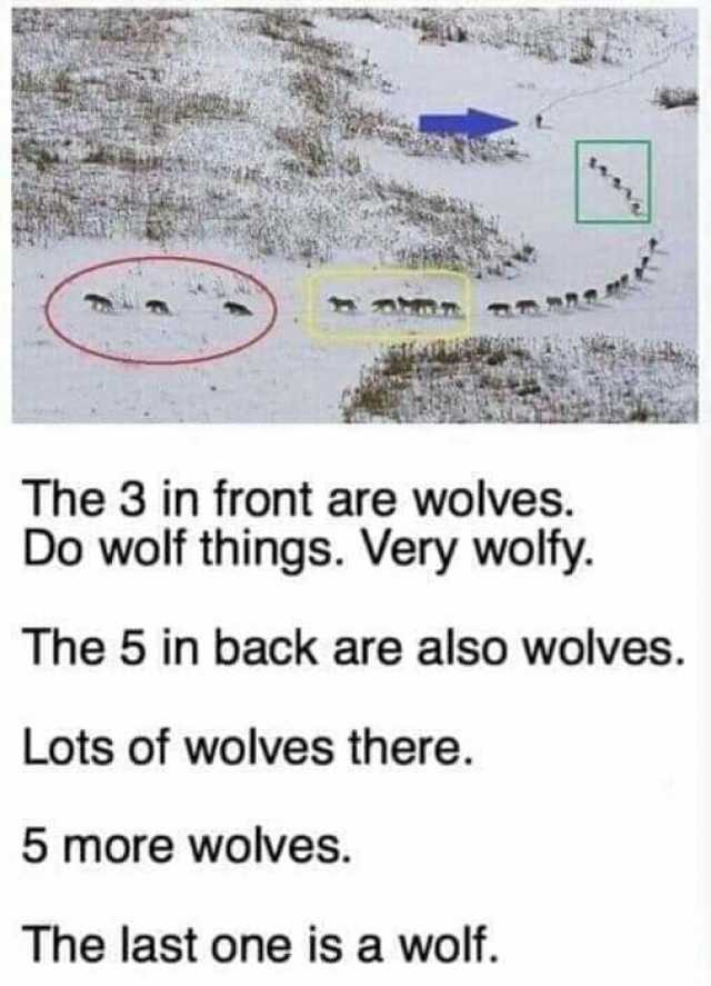 The 3 in front are wolves. Do wolf things. Very wolfy. The 5 in back are also wolves. Lots of wolves there. 5 more wolves. The last one is a wolf.