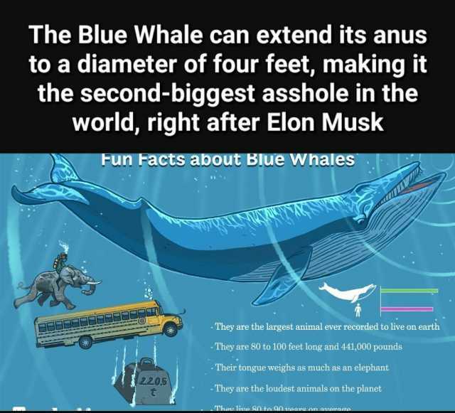 The Blue Whale can extend its anus to a diameter of four feet making it the second-biggest asshole in the world right after Elon Musk Fun Facts about Blue whales - They are the largest animal ever recorded to live on earth -They a