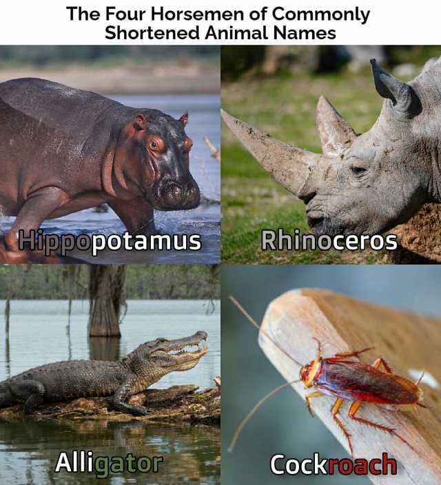 The Four Horsemen of Commonly Shortened Animal Names Hippopotamus Rhinoceros Alligator Cockroach