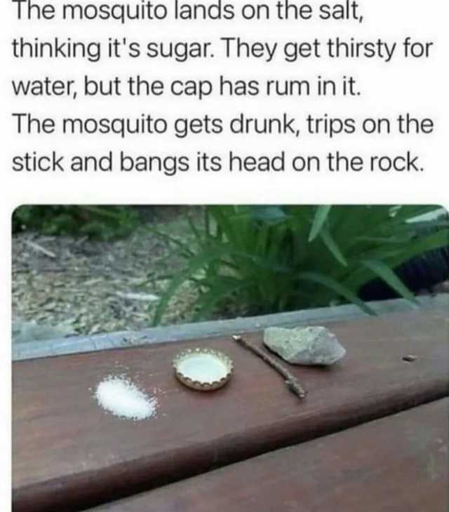 The mosquito lands on the salt thinking its sugar. They get thirsty for water but the cap has rum in it. The mosquito gets drunk trips on the stick and bangs its head on the rock.