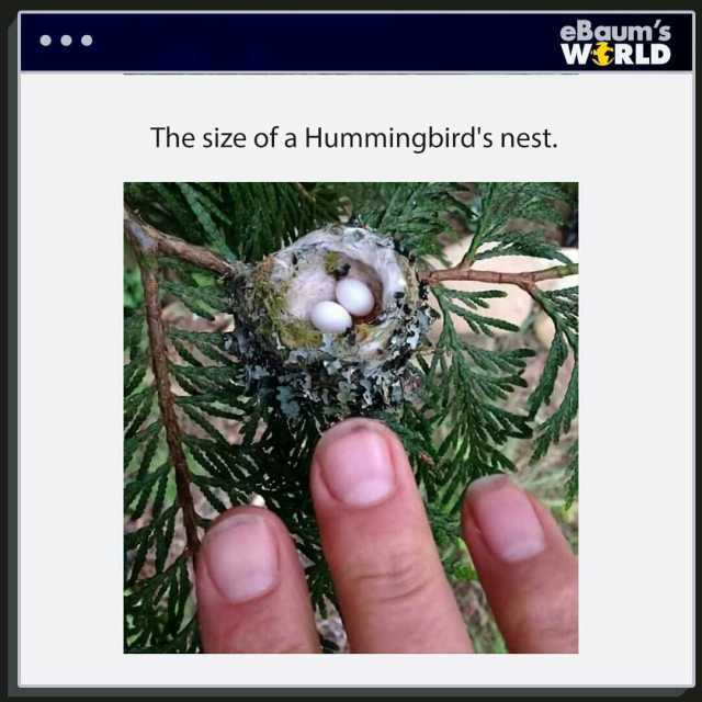 The size of a Hummingbirds nest. eBaums WRLD
