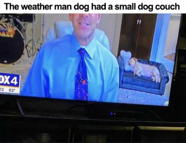 The weather man dog had a small dog couch DX4 12 62