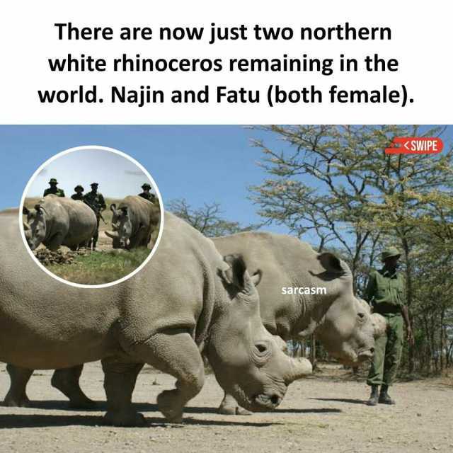 There are now just two northern white rhinoceros remaining in the world. Najin and Fatu (both female). SWIPE sarcasm