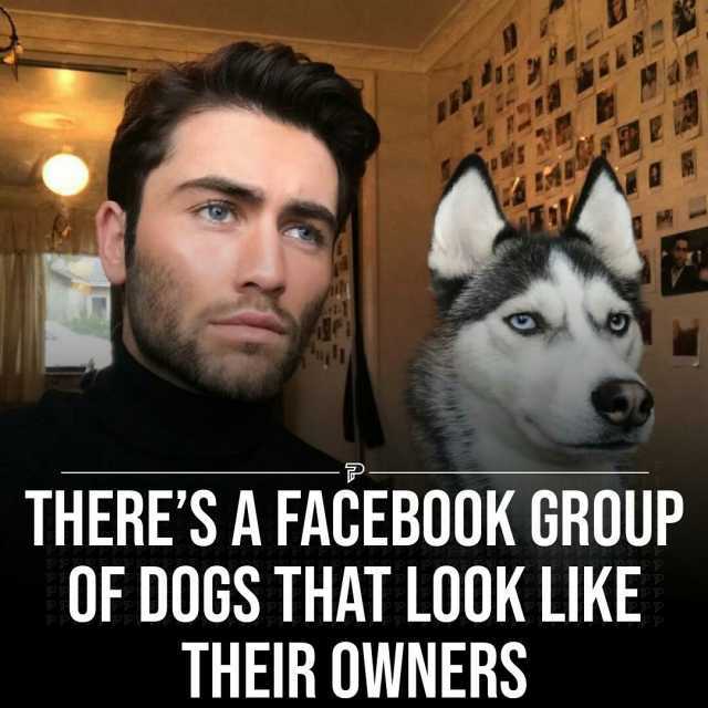 THERES A FACEBOOK GROUP OF DOGS THAT LOOK LIKE THEIR OWNERS