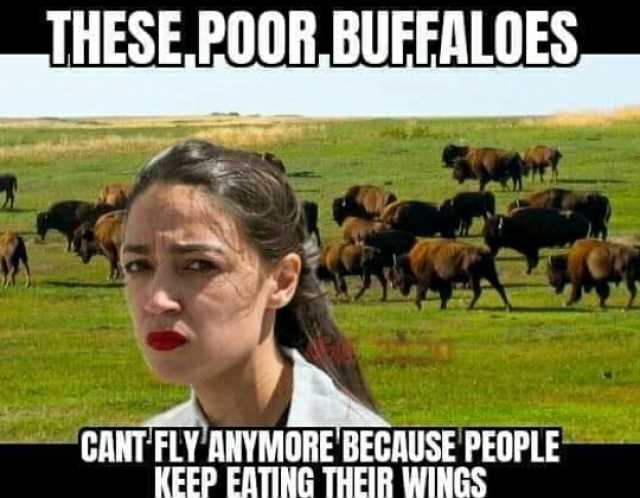 THESEPOOR. BUFFALOES CANT FLY ANYMORE BECAUSE PEOPLE KEEP EATING THEIR WINGS