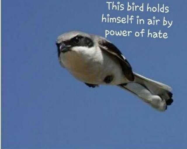 This bird holds himself in air by power of hate